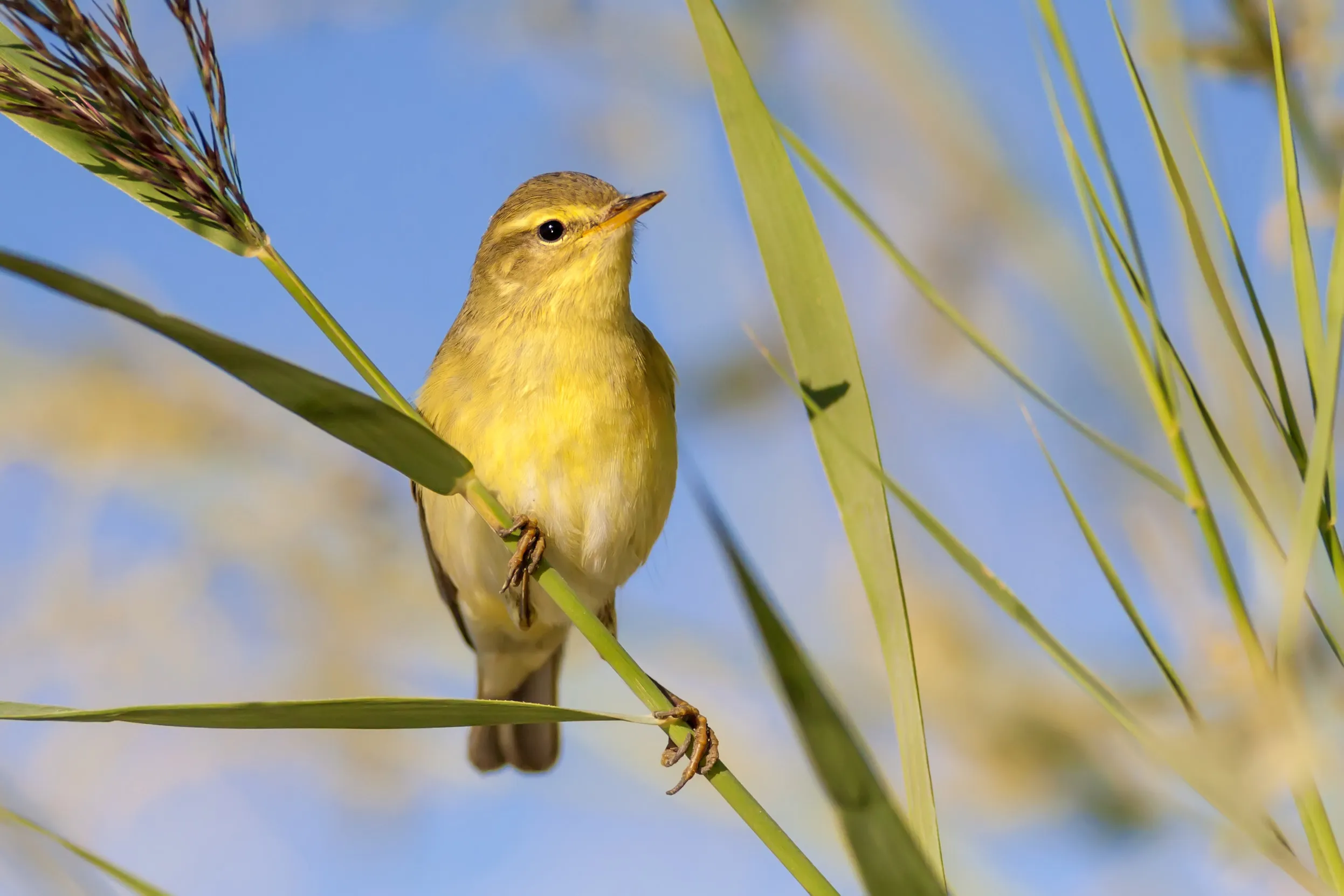 Lone Willow Warbler perched on a singular reed